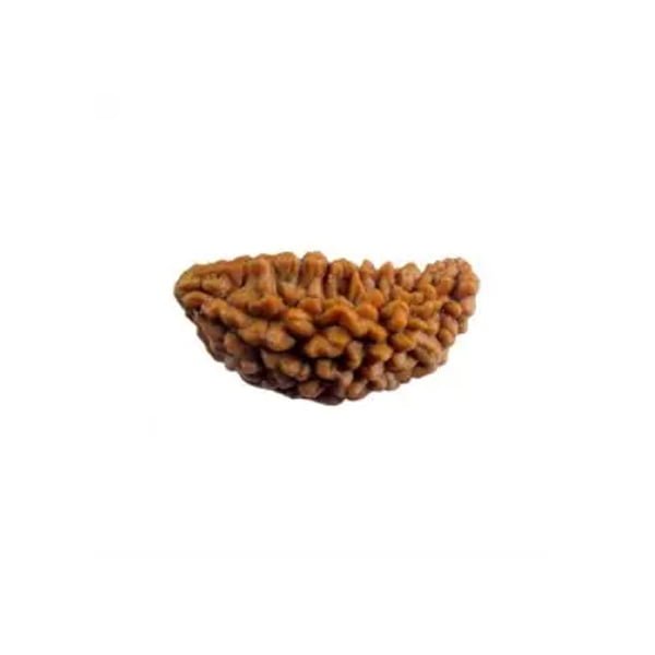 1 Mukhi Indian Kaju Rudraksha