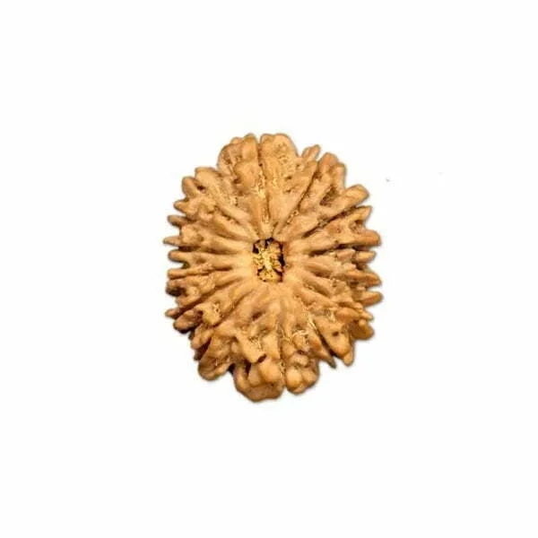 14 Mukhi Nepal Rudraksha