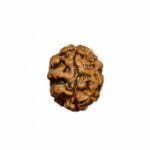 2 Mukhi Nepal Rudraksha