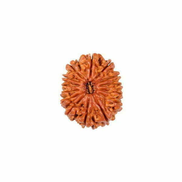 FOURTEEN MUKHI RUDRAKSHA