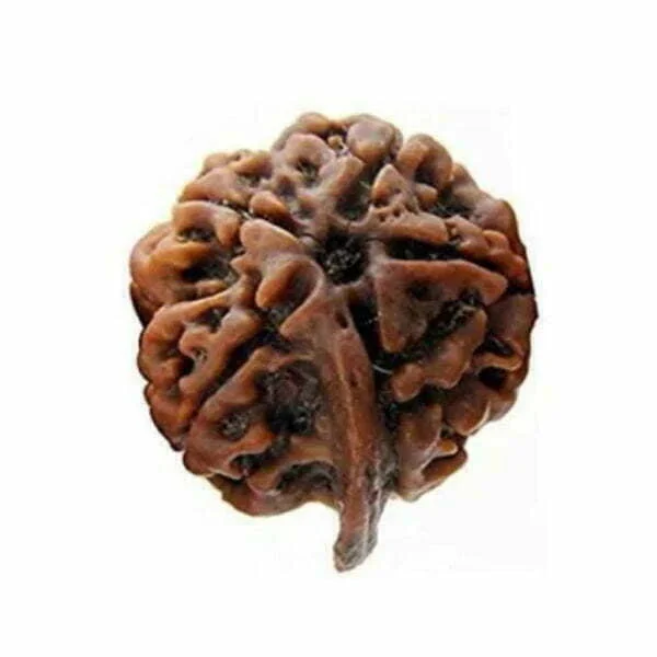 Ganesh Rudraksha Nepal