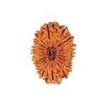 NINETEEN MUKHI RUDRAKSHA