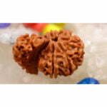 Savar Rudraksha