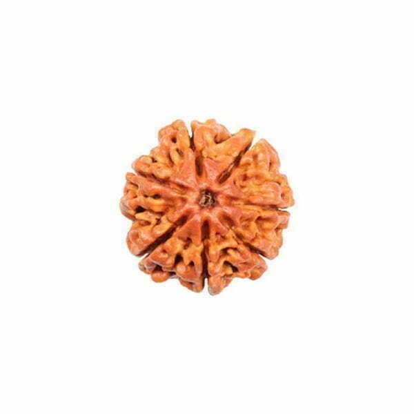 7 Mukhi Rudraksha