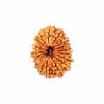17 MUKHI RUDRAKSHA