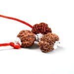 Wealth & Prosperity Rudraksha