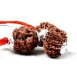 DOCTORS & SURGEONS Rudraksha