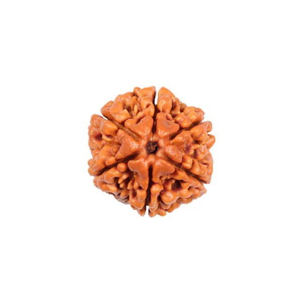 6 MUKHI RUDRAKSHA