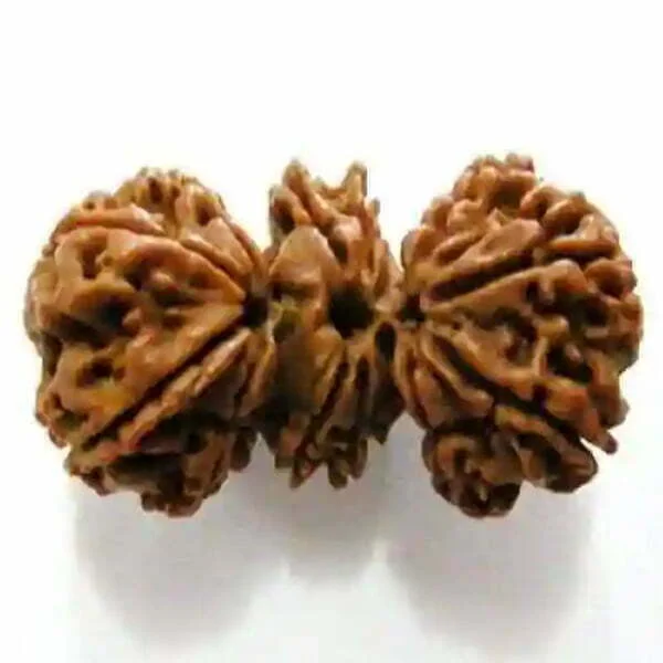 Trijuti Rudraksha