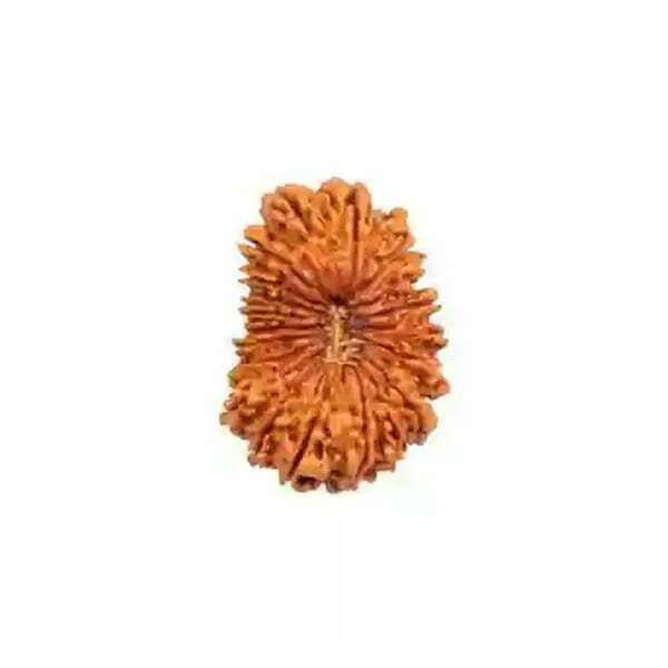 Twenty Mukhi Rudraksha