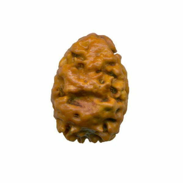 TWO MUKHI RUDRAKSHA