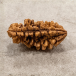 1 Mukhi Rudraksha (Kaju)