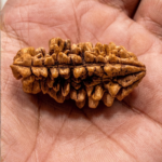 1 Mukhi Rudraksha (Kaju)