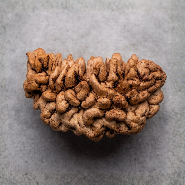 1 Mukhi Rudraksha (Kaju)