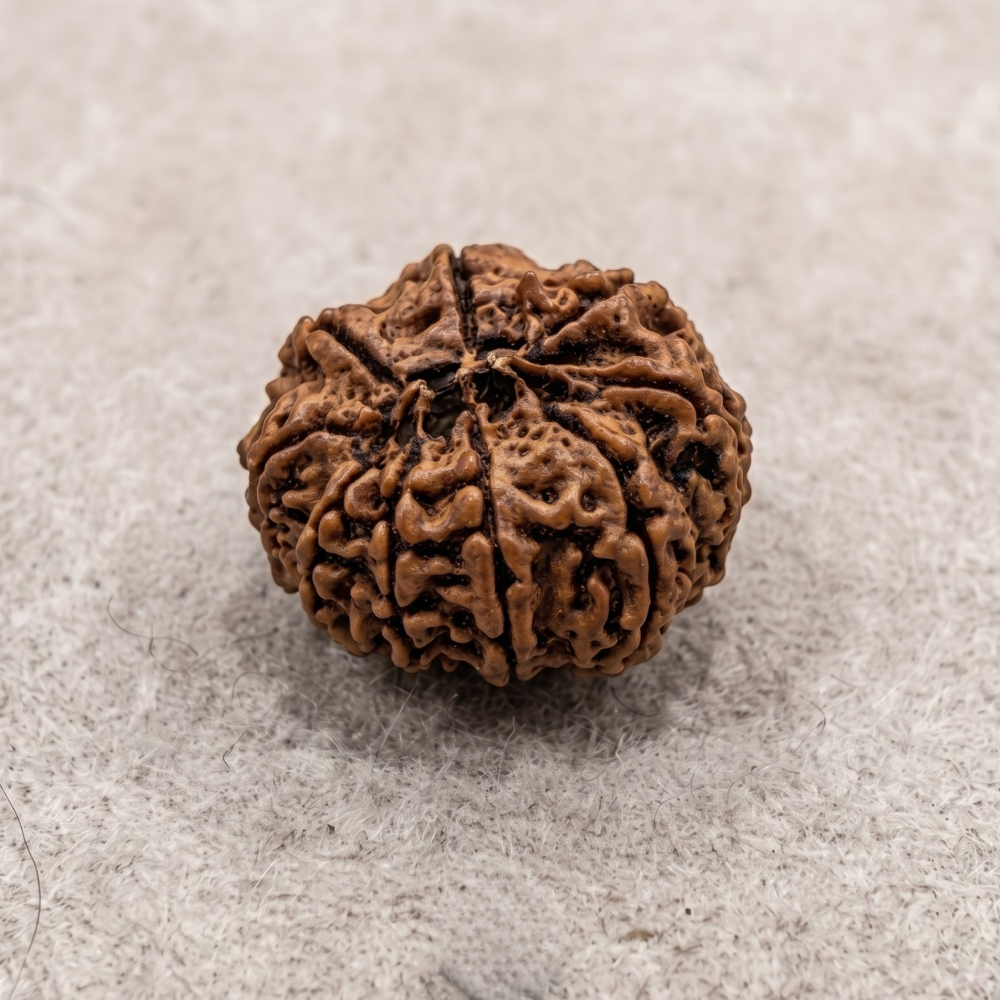 9 Mukhi Rudraksha