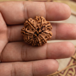 9 Mukhi Rudraksha