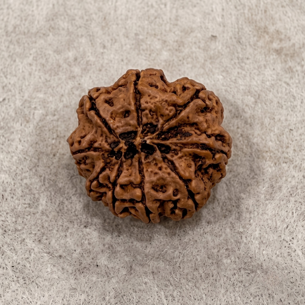 9 Mukhi Rudraksha