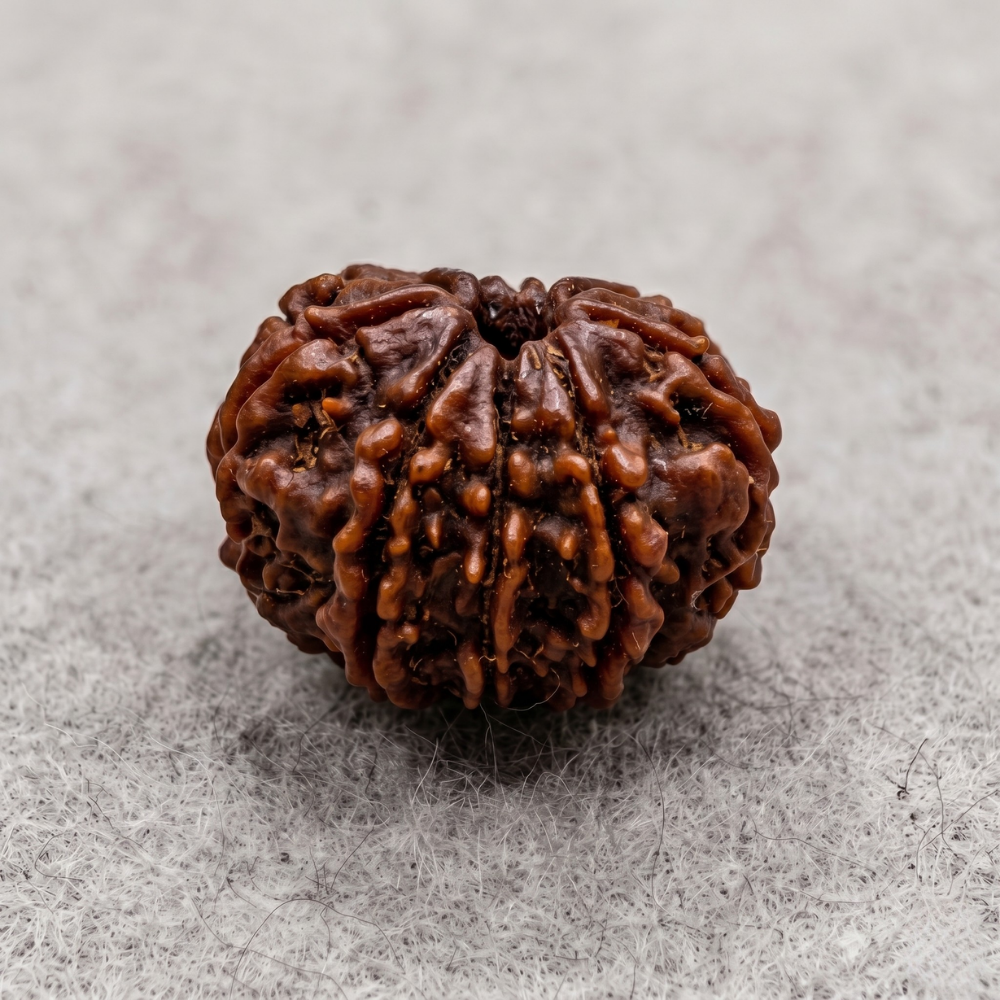 10 Mukhi Rudraksha
