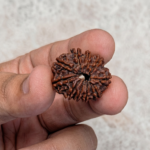 10 Mukhi Rudraksha