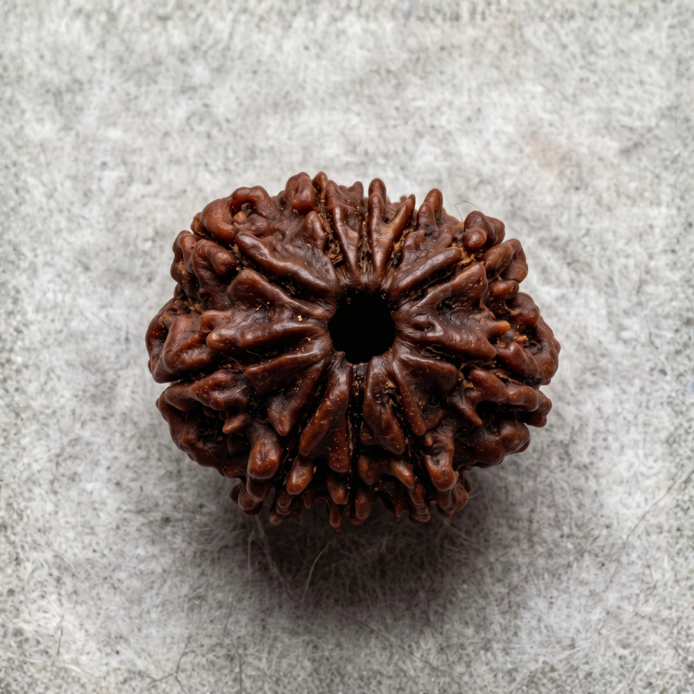 10 Mukhi Rudraksha