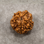 1 Mukhi Rudraksha