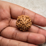 1 Mukhi Rudraksha