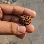 2 Mukhi Rudraksha