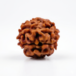 2 Mukhi Rudraksha