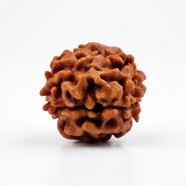 2 Mukhi Rudraksha
