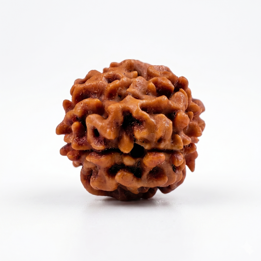 2 Mukhi Rudraksha
