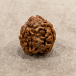 3 Mukhi Rudraksha