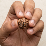 3 Mukhi Rudraksha