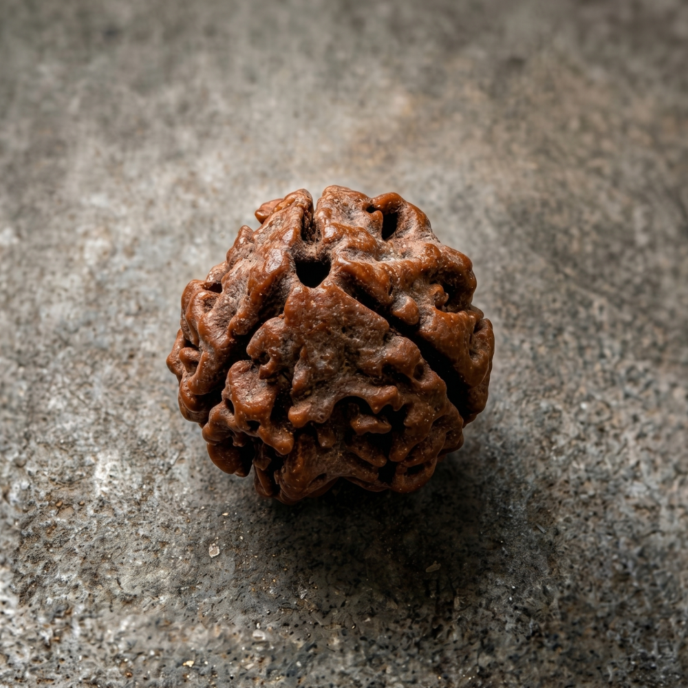 3 Mukhi Rudraksha