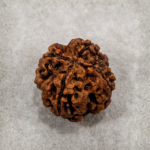 4 Mukhi Rudraksha