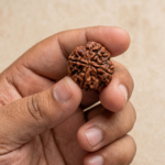 4 Mukhi Rudraksha