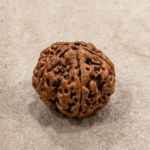 5 Mukhi Rudraksha