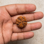 5 Mukhi Rudraksha