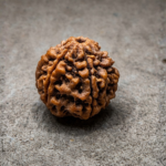 6 Mukhi Rudraksha