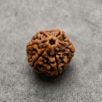 6 Mukhi Rudraksha