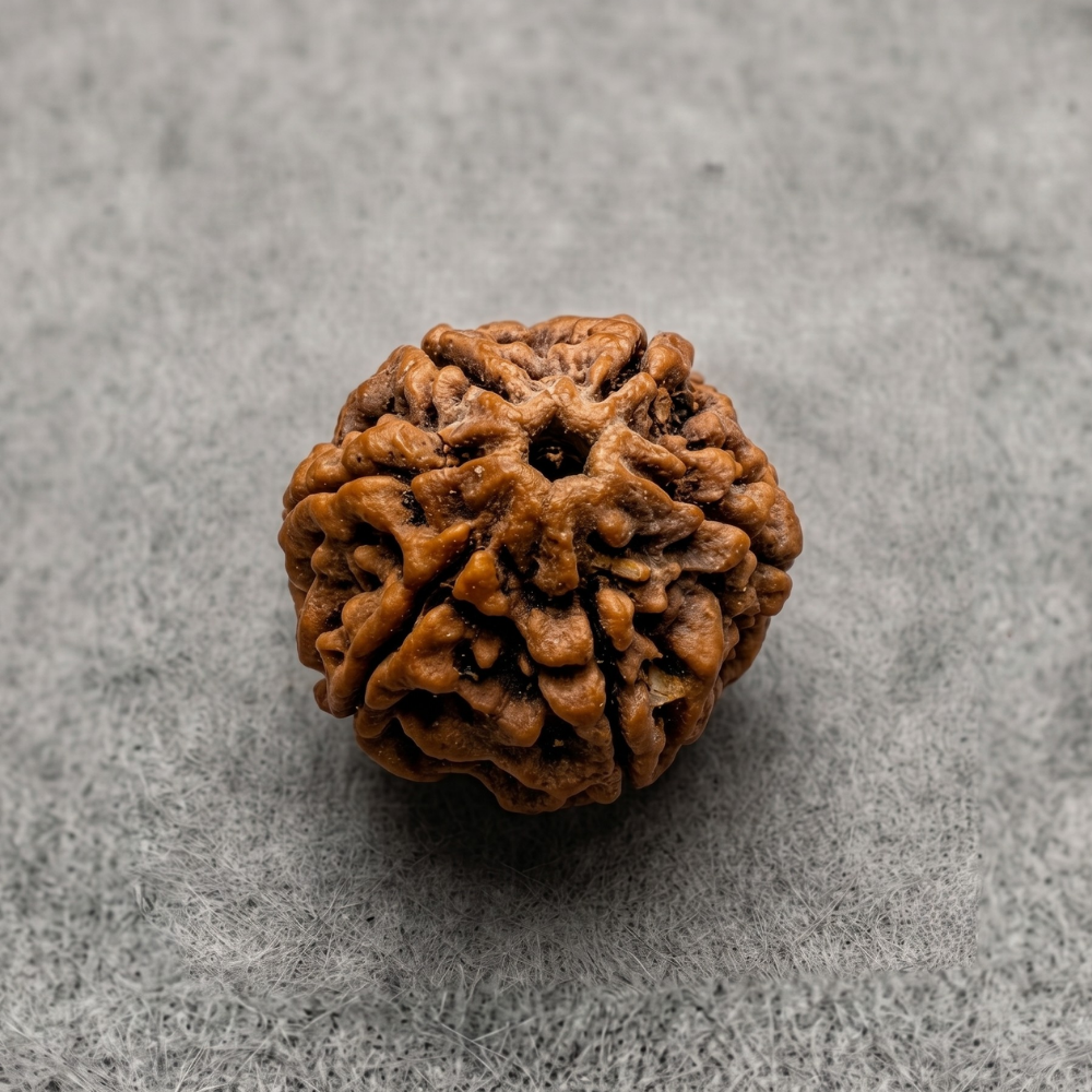 6 Mukhi Rudraksha
