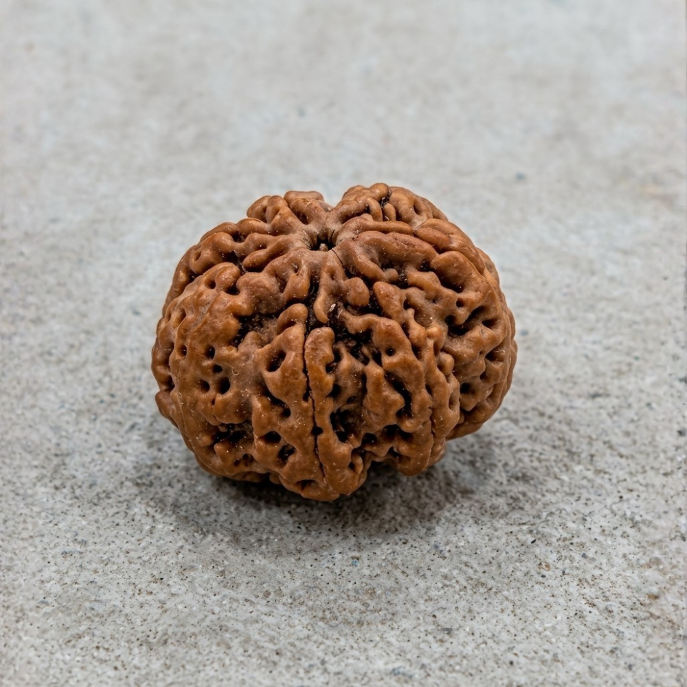 7 Mukhi Rudraksha