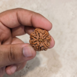 7 Mukhi Rudraksha