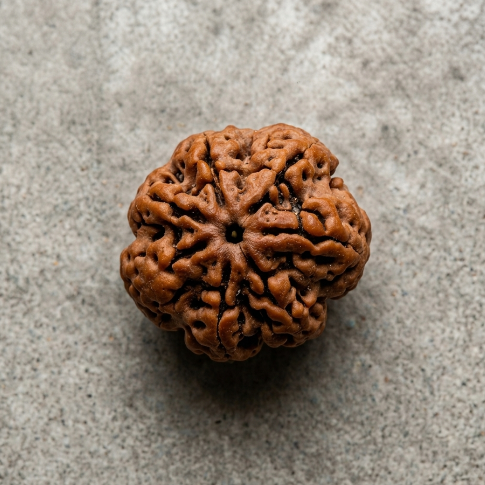 7 Mukhi Rudraksha
