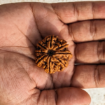 8 Mukhi Rudraksha