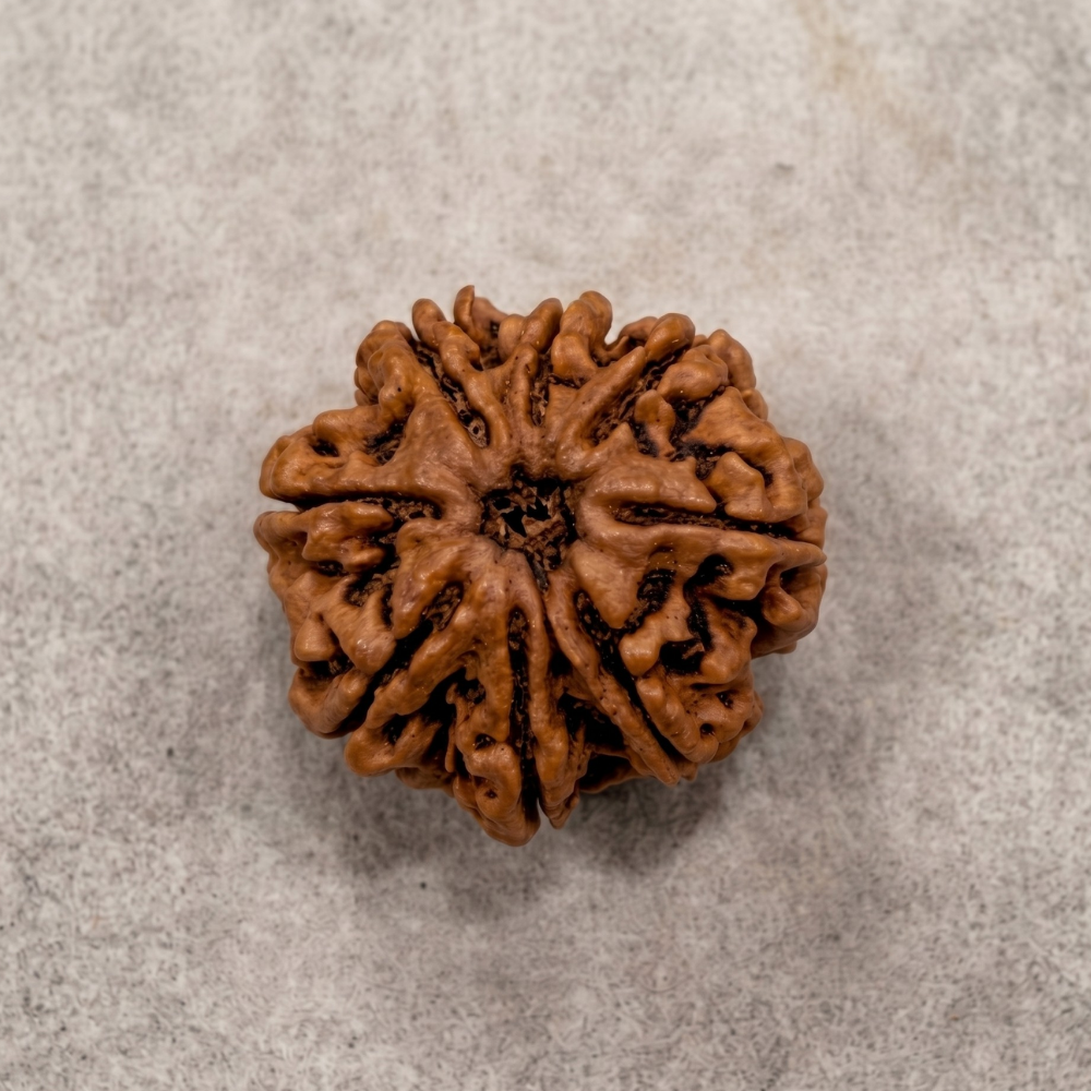 8 Mukhi Rudraksha