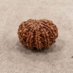 11 Mukhi Rudraksha