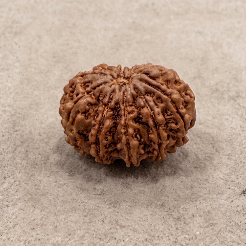 11 Mukhi Rudraksha
