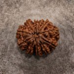 11 Mukhi Rudraksha