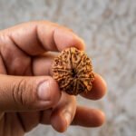 11 Mukhi Rudraksha
