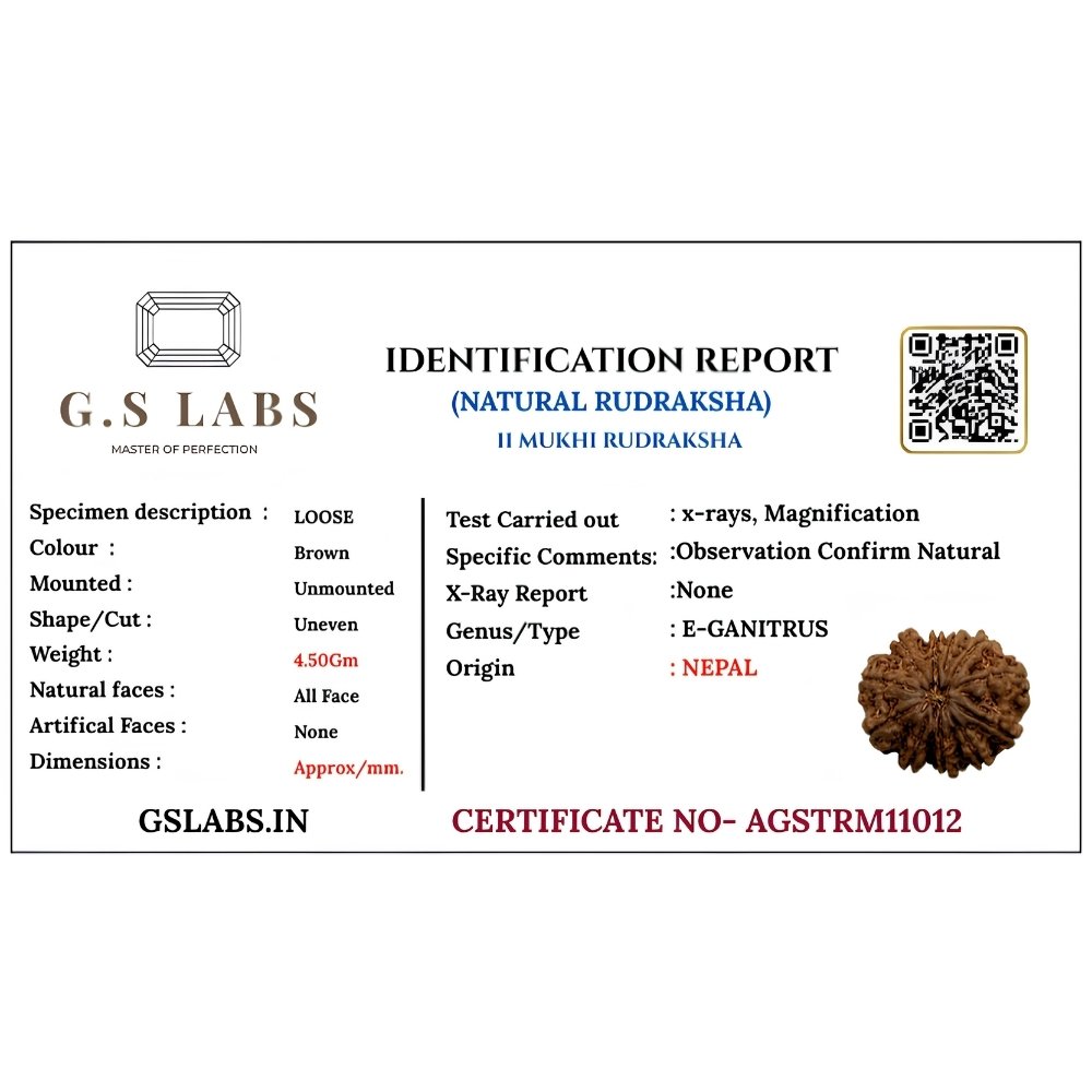 11 Mukhi Rudraksha 11 Mukhi Rudraksha